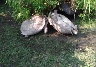 beat365亚洲体育官方网站：专家担忧红牌后痛哭的C罗：这会让他很危险